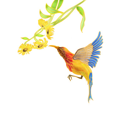 鸟，飞禽，彩色，花，动物