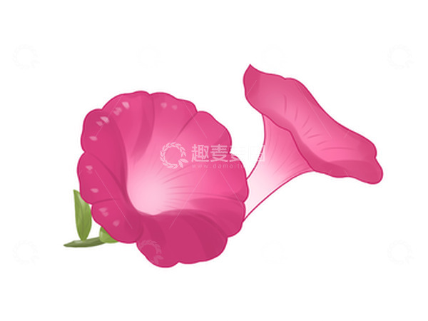 源文件下载【趣麦麦图】粉色牵牛花喇叭花手绘图