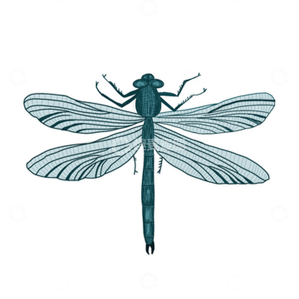 源文件下载【趣麦麦图】户外蜻蜓立夏昆虫