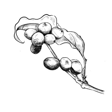 复古咖啡店咖啡豆线稿素描素材