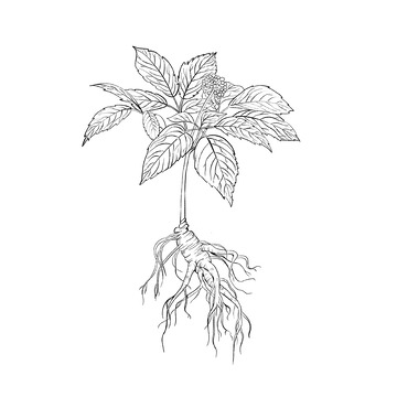 古代中国千年药材中药装饰包装人参线描素材