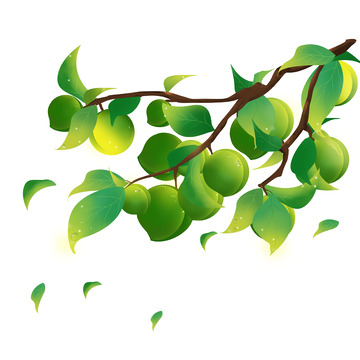 立夏芒种夏天手绘青梅树枝装饰