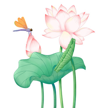手绘夏天立夏水彩荷花莲花莲蓬花朵植物插画