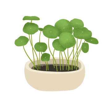 手绘铜钱草盆栽