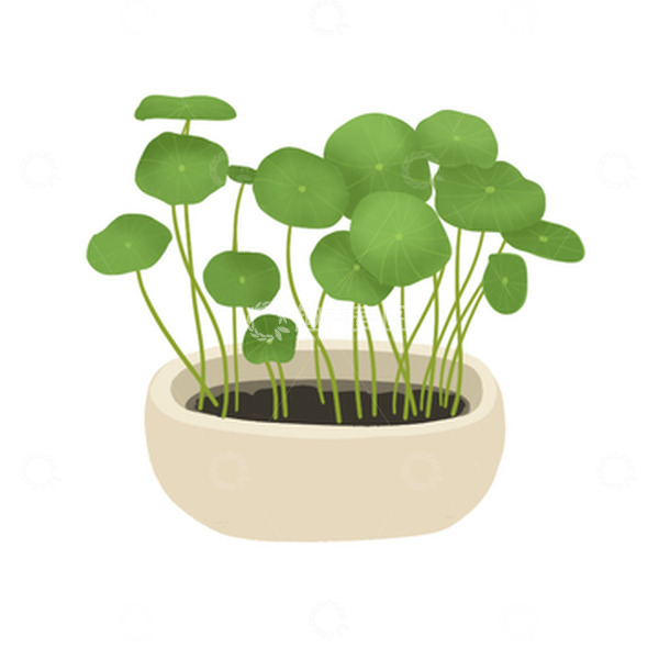 源文件下载【趣麦麦图】手绘铜钱草盆栽