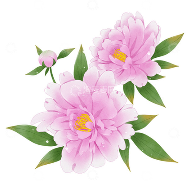 源文件下载【趣麦麦图】小清新手绘淡水彩芍药花束
