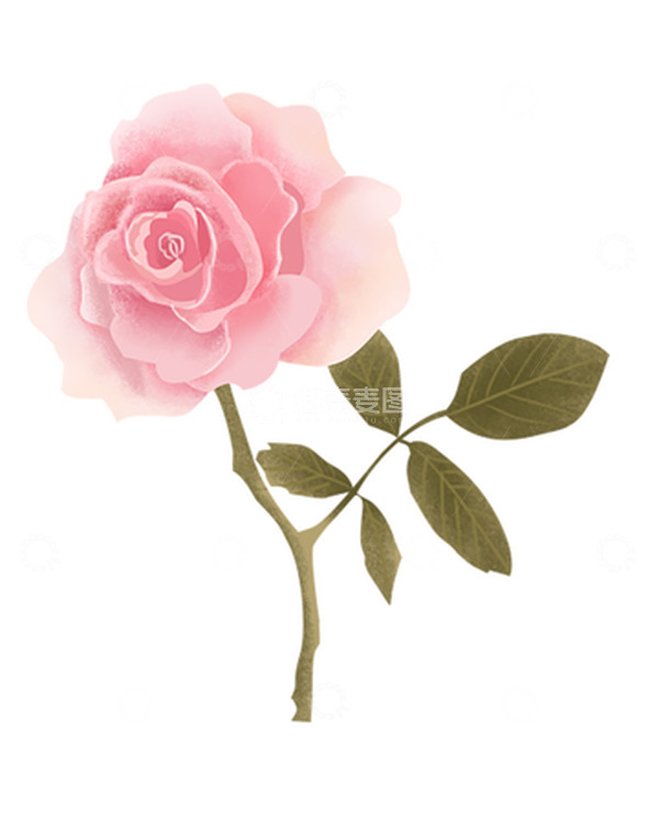 源文件下载【趣麦麦图】手绘花朵粉色玫瑰复古风格单支花朵