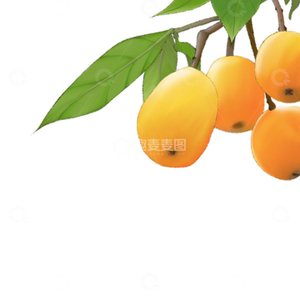源文件下载【趣麦麦图】盛夏里的一枝枇杷果插画元素