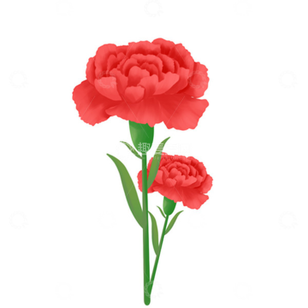 源文件下载【趣麦麦图】母亲节红色康乃馨花朵元素
