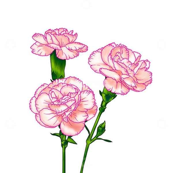 源文件下载【趣麦麦图】手绘康乃馨母亲节感恩节元素