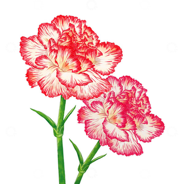 源文件下载【趣麦麦图】母亲节感恩节小清新水彩康乃馨