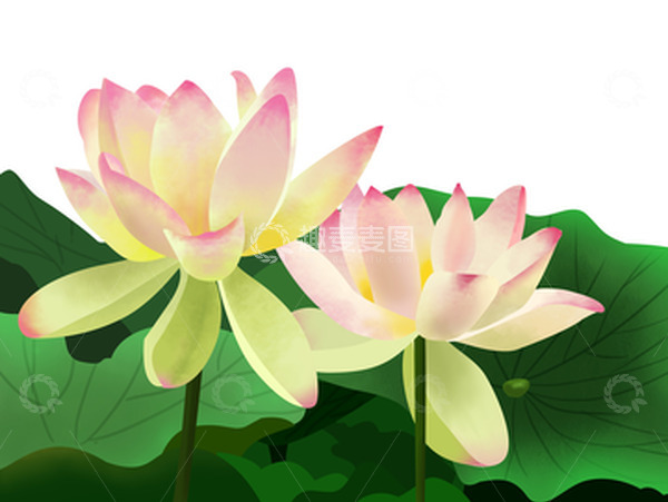 源文件下载【趣麦麦图】立夏夏天手绘荷花莲花荷叶莲叶夏荷