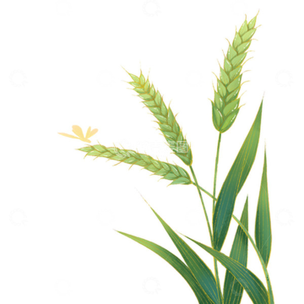 源文件下载【趣麦麦图】小满麦子蜻蜓