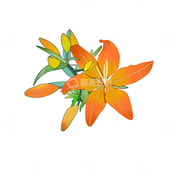 源文件下载【趣麦麦图】花卉绿植百合花
