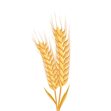 金黄色矢量小满小麦元素