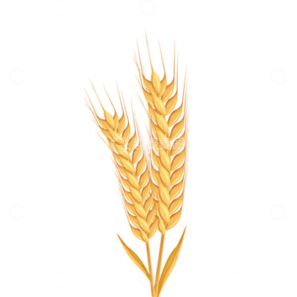 源文件下载【趣麦麦图】-金黄色矢量小满小麦元素