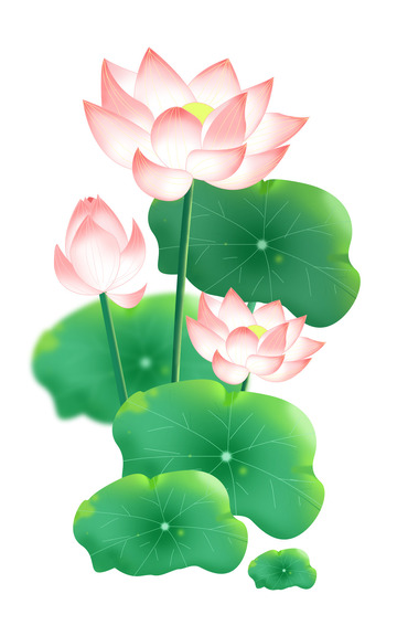 手绘大暑荷花夏天莲花插画海报装饰元素