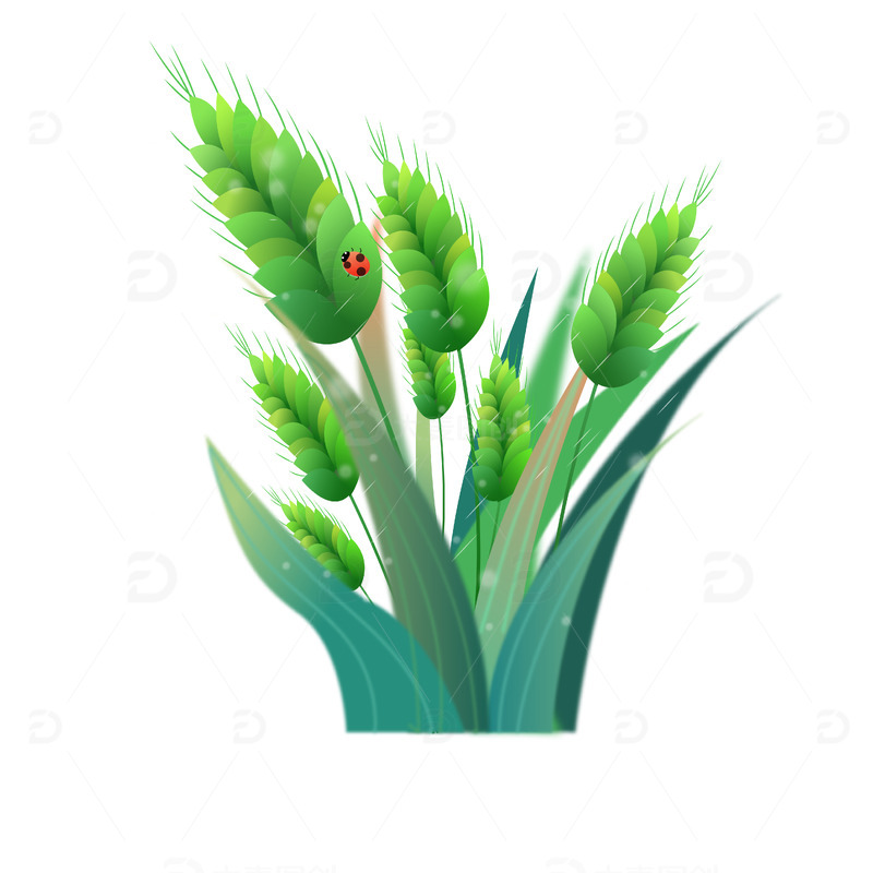 小满芒种小麦麦穗稻穗水稻绿色植物甲壳虫