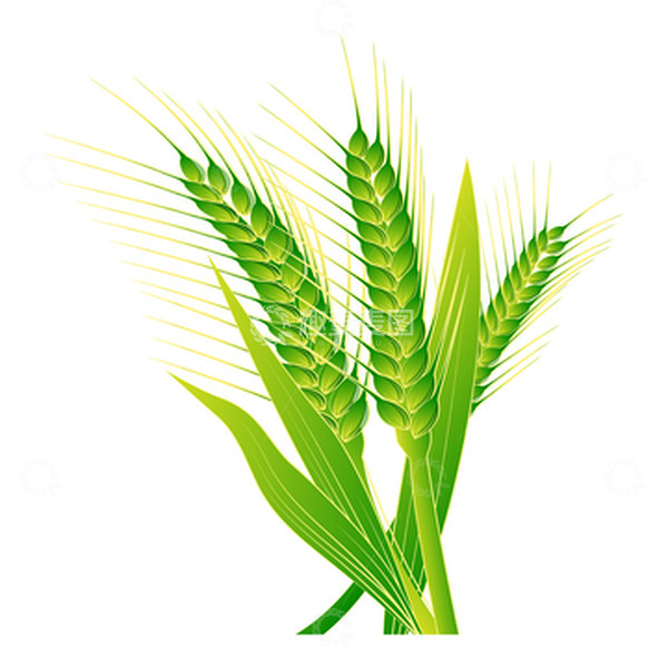 源文件下载【趣麦麦图】小满时节春天青绿色麦苗麦子元素