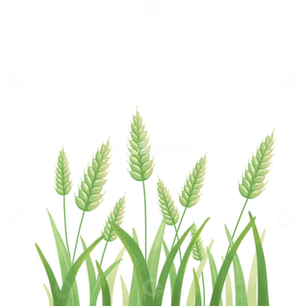 源文件下载【趣麦麦图】小满麦子装饰边框素材