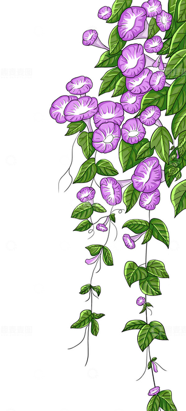 源文件下载【趣麦麦图】夏天手绘牵牛花喇叭花