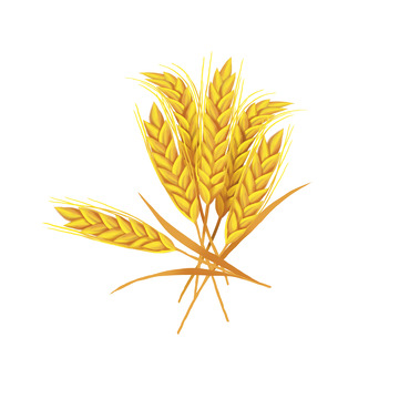 小满金色小麦麦穗