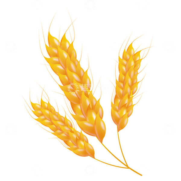 源文件下载【趣麦麦图】小满麦子矢量插画元素