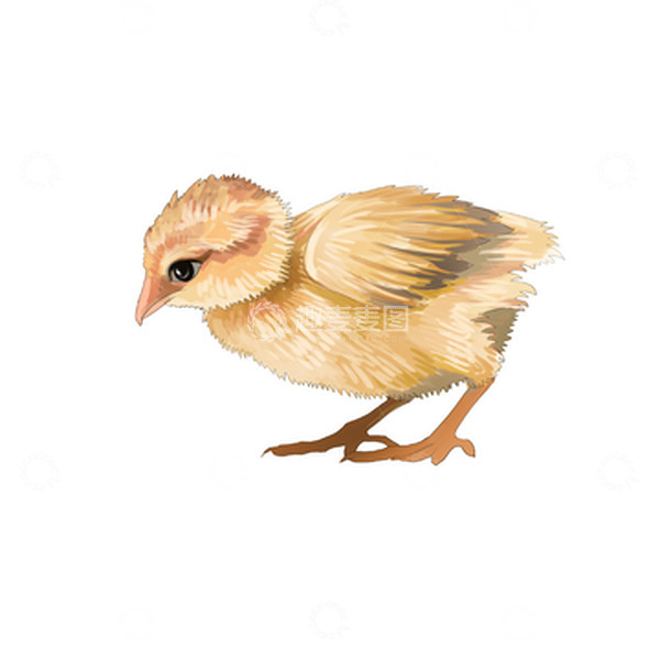 源文件下载【趣麦麦图】可爱手绘动物小鸡鸡仔
