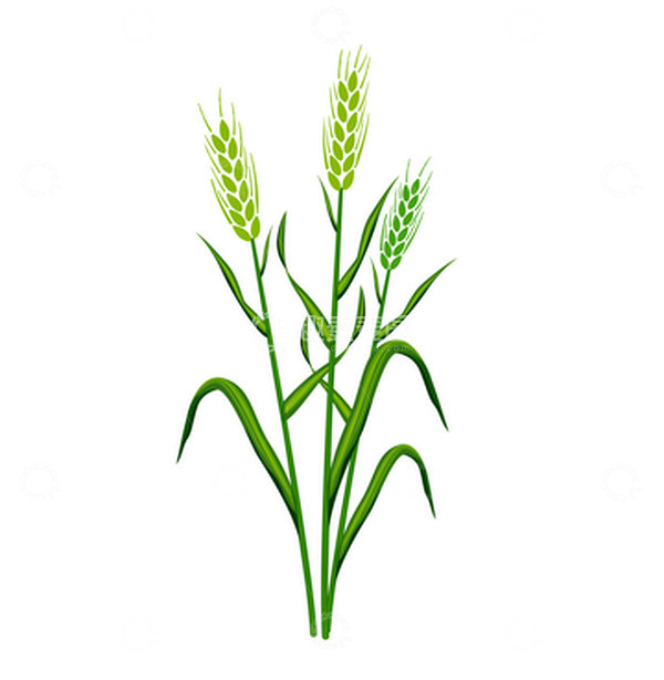 源文件下载【趣麦麦图】小满节气绿色麦子插画元素