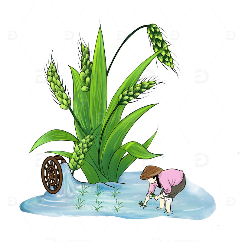 小满麦子水车农民劳作