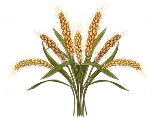 源文件下载【趣麦麦图】小满麦子成熟插画