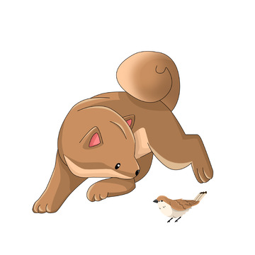 追麻雀的中华田园犬