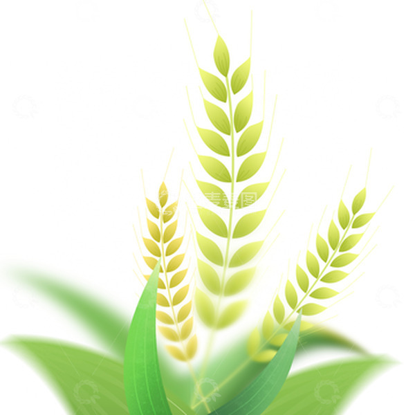 源文件下载【趣麦麦图】手绘插画芒种麦子元素