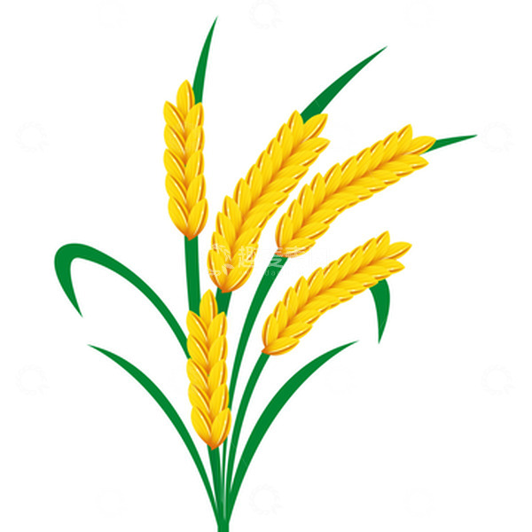 源文件下载【趣麦麦图】-卡通金黄色芒种水稻元素