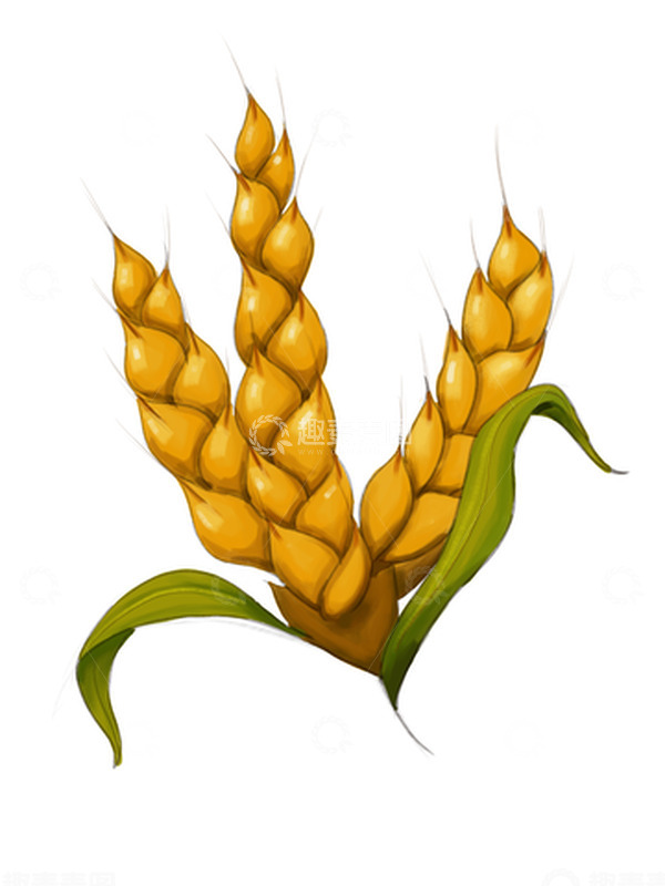 源文件下载【趣麦麦图】芒种，小麦，