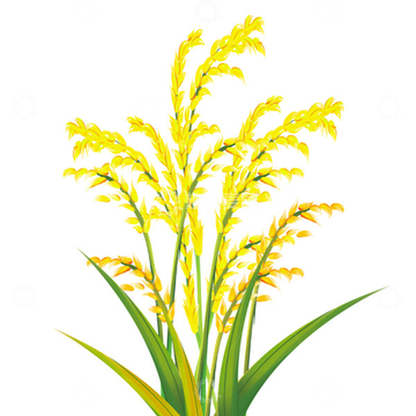 源文件下载【趣麦麦图】芒种插画手绘麦子元素