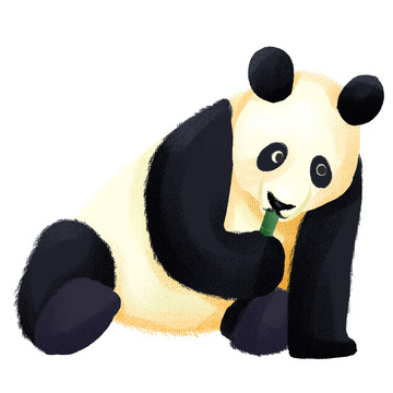 国宝熊猫动物吃竹子