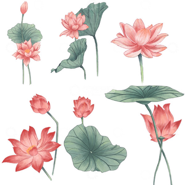 源文件下载【趣麦麦图】夏至清新荷花