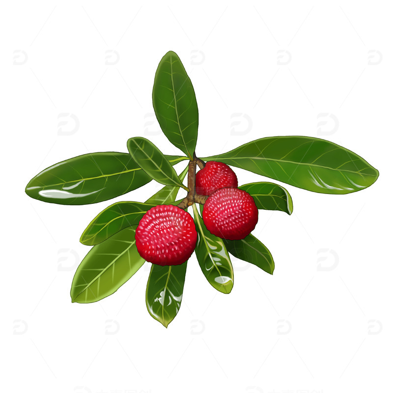 源文件下载【趣麦麦图】手绘夏天水果杨梅枝头