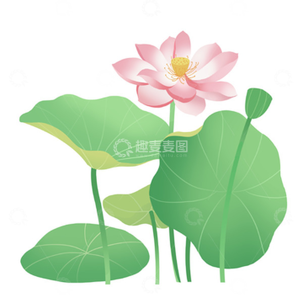 源文件下载【趣麦麦图】夏至荷花荷叶莲蓬