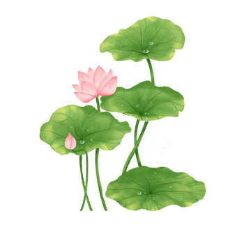 国潮风夏至荷花