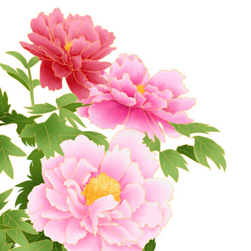 花朵红粉牡丹花植物