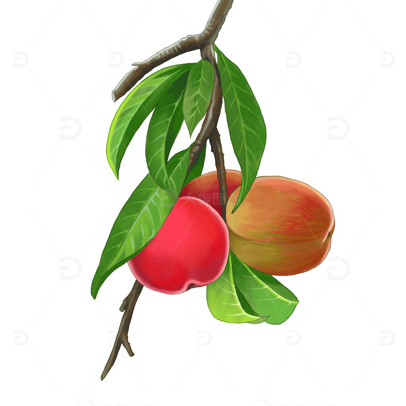 源文件下载【趣麦麦图】手绘夏天水果桃子水蜜桃