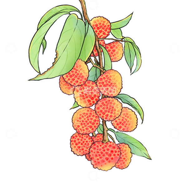 源文件下载【趣麦麦图】国风夏日国潮荔枝夏天写意水果水彩植物
