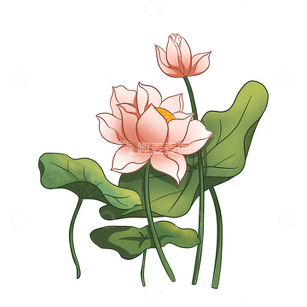 夏至荷塘荷花夏荷荷叶