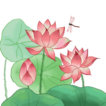 夏日荷花荷塘夏荷