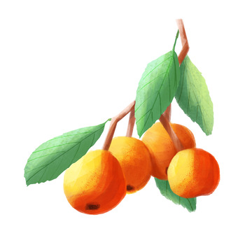 枇杷枝水果枇杷果实