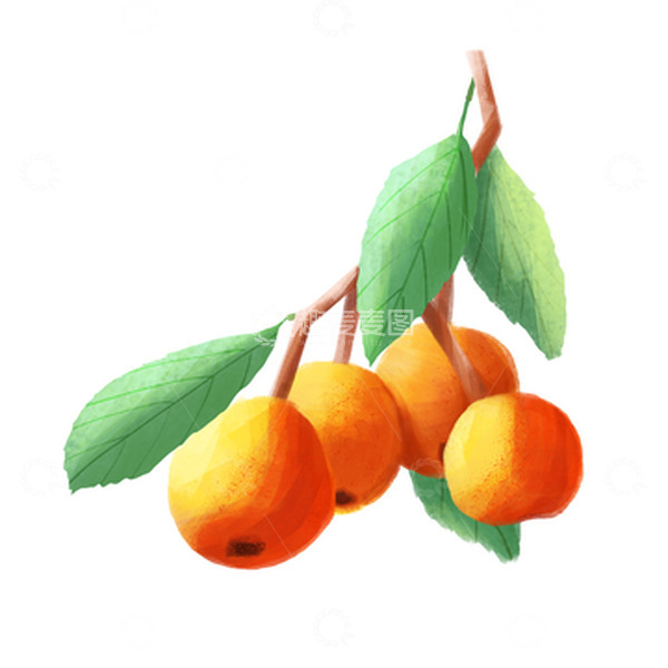 源文件下载【趣麦麦图】枇杷枝水果枇杷果实