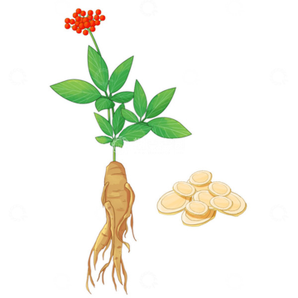 源文件下载【趣麦麦图】中药药材西洋参插画元素