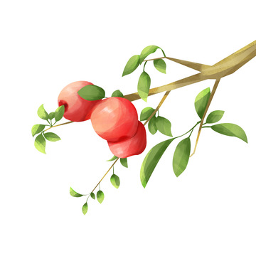 水果苹果树红色苹果